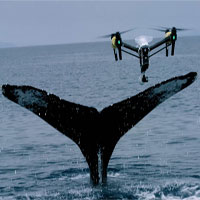 Dàn UAV chuyên săn tìm cá voi
