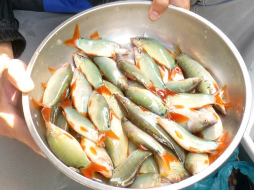 Điều thú vị ít biết về “đặc sản” cá heo nước ngọt