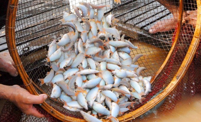 Điều thú vị ít biết về “đặc sản” cá heo nước ngọt