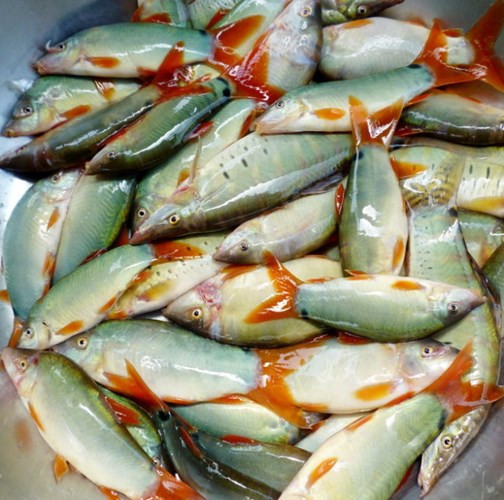 Điều thú vị ít biết về “đặc sản” cá heo nước ngọt