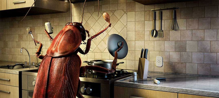 Nhà nhà đều có gián nhưng có ai biết chúng ở đâu chui ra không?