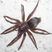Loài nhện có thể phóng tơ vô hiệu hóa con mồi