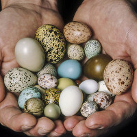 Vì sao trứng chim có hình dáng khác nhau?