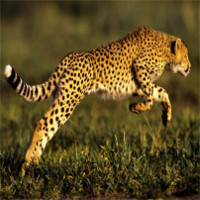 Những loài động vật nhanh nhất thế giới