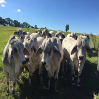 Mỹ nghiên cứu tạo bò chịu nhiệt làm thực phẩm tương lai