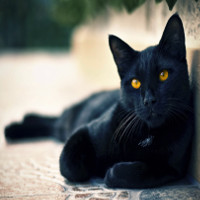 Truyền thuyết về điềm xui xẻo do mèo đen mang lại