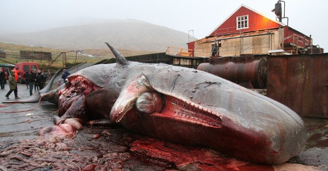 Cách các nhà khoa học bảo quản quả tim cá voi nặng 200 kilogram