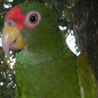 Phát hiện loài vẹt mới ở Mexico, đầu đội "vương miện" xanh lá cây