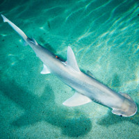 Loài cá mập ăn cỏ nhiều hơn thịt khiến giới khoa học bối rối
