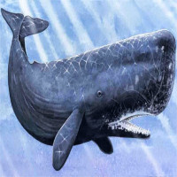 Sự thật: Cá voi trong tiếng Anh được gọi là "cá tinh trùng", vì sao thế?