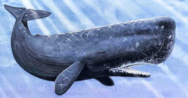 Sự thật: Cá voi trong tiếng Anh được gọi là "cá tinh trùng", vì sao thế?