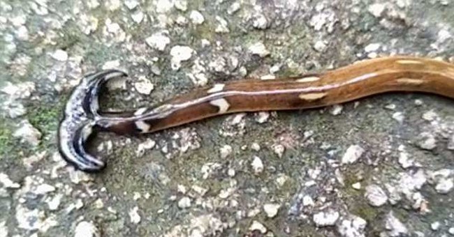 Loài “quái vật” tự mọc lại đầu, biến con mồi thành nước