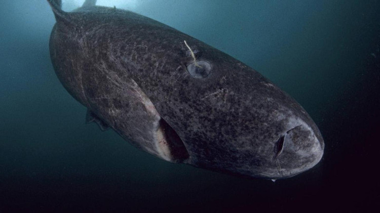 Cá mập Greenland sống thọ cả trăm năm, chúng có đủ thời gian để di chuyển một quãng đường dài.