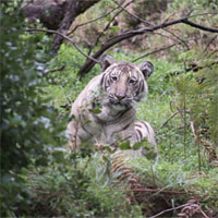 Đây là con hổ trắng đặc biệt nhất hành tinh, cả thế giới chỉ có một con