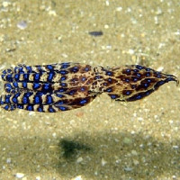 Cận cảnh bạch tuộc đốm xanh có nọc độc gấp 50 lần rắn hổ mang