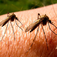 11 lý do muỗi là loài nguy hiểm nhất trên Trái đất