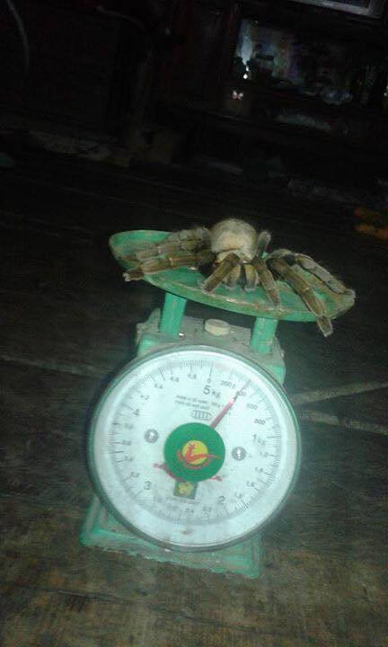 Bắt được nhện 