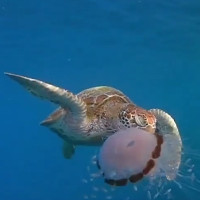 Rùa biển xé xúc tu độc của sứa ăn ngấu nghiến