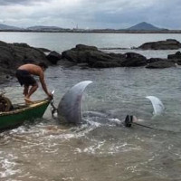 Cá đuối nặng hơn một tấn khiến ngư dân Brazil hoảng sợ