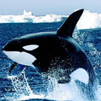Cá voi sát thủ và cá mập trắng: Ai mới là hung thần biển cả?