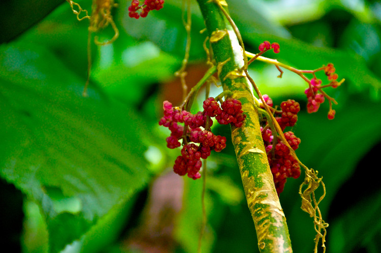 Loài cây đẹp nhưng cực độc - chạm nhẹ cũng khiến bạn 