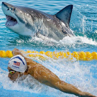 Đặc điểm giúp cá mập trắng đánh bại kình ngư Michael Phelps