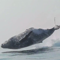 Cá voi lưng gù 40 tấn phi thân bay trên mặt nước