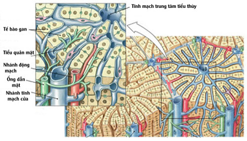Chúng ta đã tiến gần hơn trong việc cứu người bằng gan từ phòng thí nghiệm