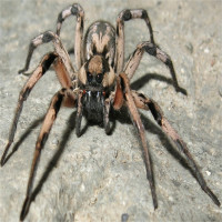 Loài nhện mới được đặt tên theo nhện Aragog trong Harry Potter