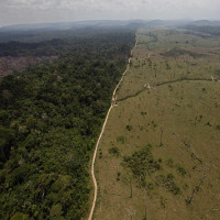 Các nhà khoa học tìm ra giải pháp ít tốn kém và hiệu quả để chống nạn phá rừng