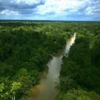 Lá cây rừng Amazon gọi mùa mưa đến sớm