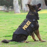 Bạn sẽ choáng khi biết quy trình chặt chẽ để huấn luyện một chú chó cảnh sát