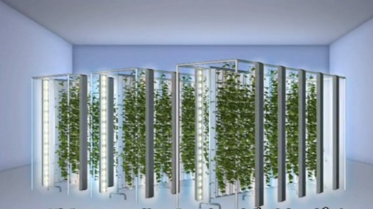 Cây trồng mọc thẳng đứng trên các mặt của tháp cao.