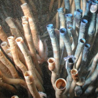 Loài giun ống kỳ lạ này có thể là động vật sống lâu nhất trên thế giới