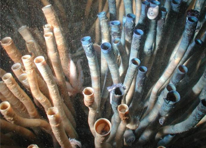 Loài giun ống kỳ lạ này có thể là động vật sống lâu nhất trên thế giới -  KhoaHoc.tv