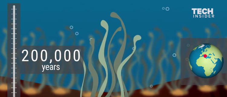 Loài Nepture Glass có thể sống tới 200.000 năm.