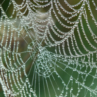 Tơ nhện nhân tạo thế hệ mới: bền hơn thép và 98% làm từ nước