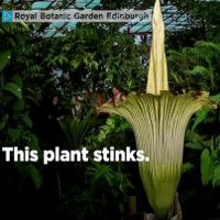 Hoa xác thối sắp nở ở vườn hoàng gia Anh