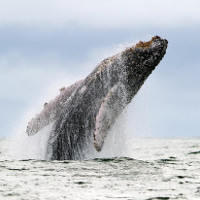 Cá voi húc tung thuyền khiến du khách gãy xương sườn
