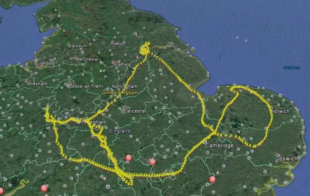 Khát tình, cú bay gần 1.000km để tìm “bạn gái”