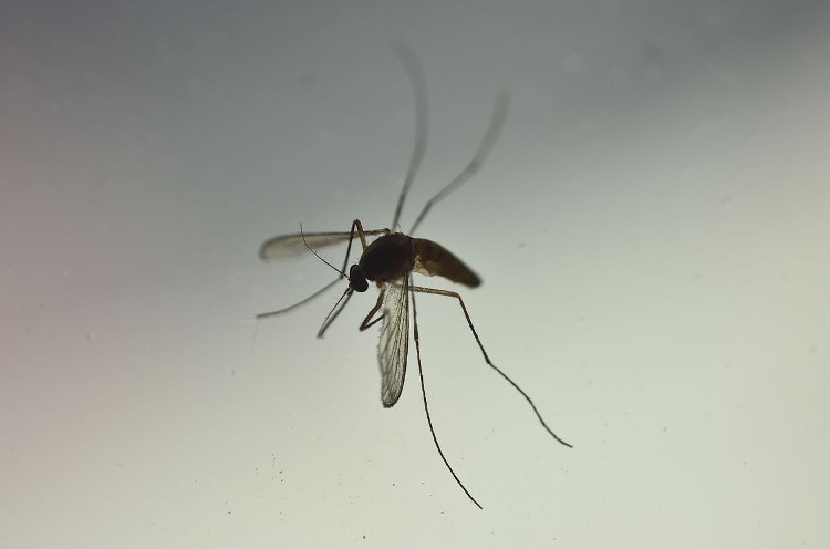 Phát hiện loài muỗi thường cũng có thể truyền virus Zika