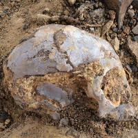 Hóa thạch 13 triệu năm của tổ tiên loài người