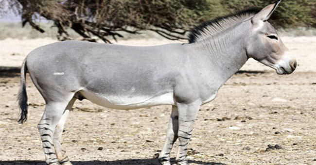 Những loài vật sống ở nơi nóng nhất thế giới