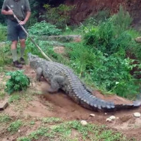 Video: Chuyên gia cá sấu cầm gậy chọc cá sấu khổng lồ và cái kết