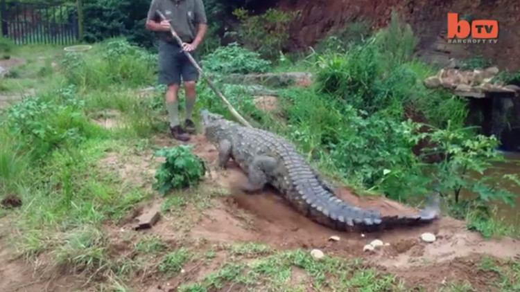 Đứng cạnh loài bò sát khổng lồ, Watson dùng gậy chọc vào đuôi nó.