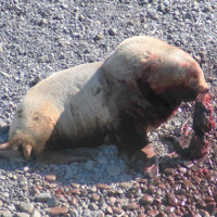 Sư tử biển giết, ăn thịt con non khiến chuyên gia bối rối