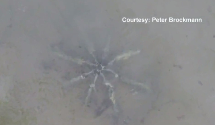 Vật thể lạ có 8 chân trên bãi biển.