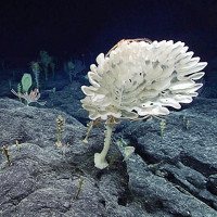 "Khu rừng" bọt biển ở độ sâu 2.000m dưới đáy biển Mỹ