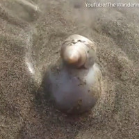 Video: Sên biển trùm dạ dày ăn sống cua ẩn sĩ