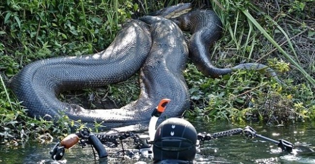 Những hình ảnh chân thực nhất về "quái vật sông Amazon"